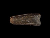 藏品(鹿角)的圖片